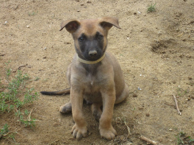 CHIOT 7 BLANC